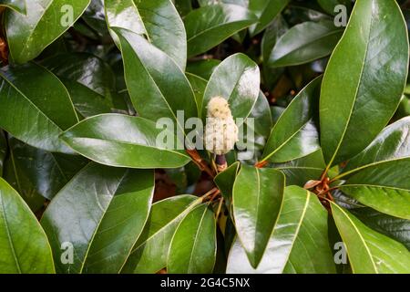 Magnolia Soulangeana, green leaves and flower. Stock Photo