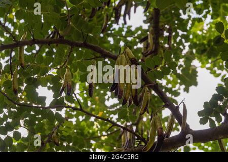 Carob pod on tree in mediterranean region Stock Photo