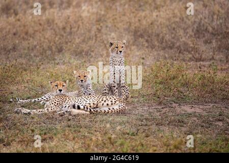 Cheetah and the cubs in Serengeti, Tanzania, Africa