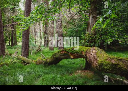 A fallen old mossy tree in the forest, Stock Photo