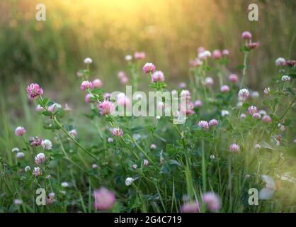 Flowering beautiful red clover in meadow in the evening sun. Stock Photo