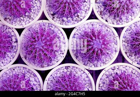 Surreal Pop Art Style Purple Colored Rows of Potted Golden Barrel Cactus Plants for Abstract Background Stock Photo