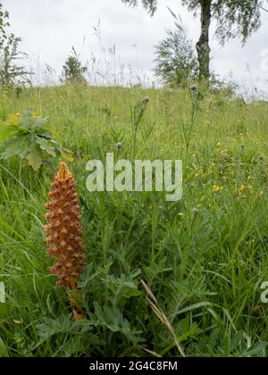 Knapweed Broomrape (Orobanche elatior) also known as Tall Broomrape. It is a parasitic plant. Stock Photo
