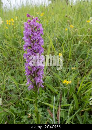 Gymnadenia conopsea, commonly known as the Fragrant Orchid or Chalk Fragrant Orchid Stock Photo