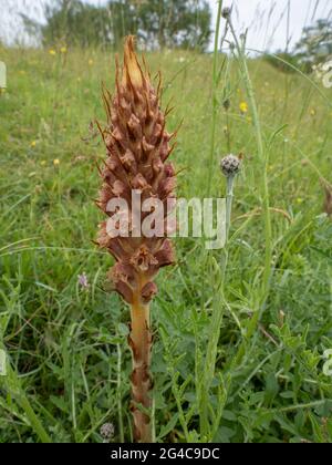 Knapweed Broomrape (Orobanche elatior) also known as Tall Broomrape. It is a parasitic plant. Stock Photo