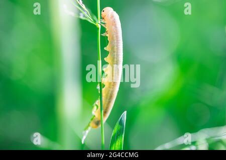 A pretty Birch Sawfly Caterpillar (Cimbex femoratus) feeding on silver birch in woodland Stock Photo