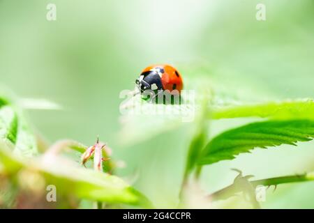 macro of a ladybug (coccinella magnifica) on verbena leafs eating aphids; pesticide free biological pest control through natural enemies; organic farm Stock Photo