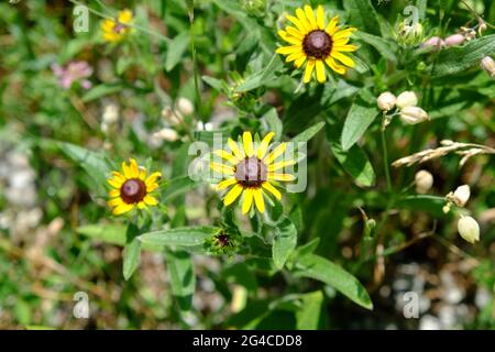 Beautiful yellow flowers of a black-eyed susan (Rudbeckia hirta). Stock Photo