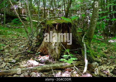 Mossy tree stump - forest scene in summer time in Quebec, Canada. Stock Photo