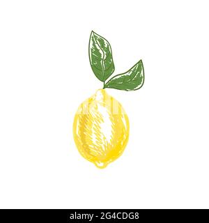 Print.Lemon with leaves isolated.Stock vector illustration isolated on white background. Stock Vector