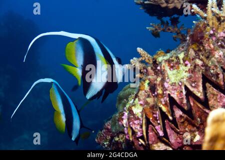 Two Pennant Coralfish feeding on hard corals, off the Andaman Islands in the Indian Ocean Stock Photo