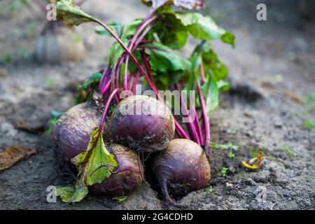 Fresh harvested beetroots in wooden crate, pile of homegrown organic beets with leaves on soil Stock Photo