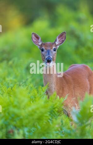 White-tailed doe eating clover in northern Wisconsin. Stock Photo