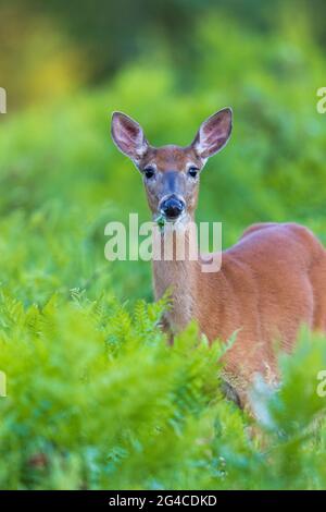 White-tailed doe eating clover in northern Wisconsin. Stock Photo