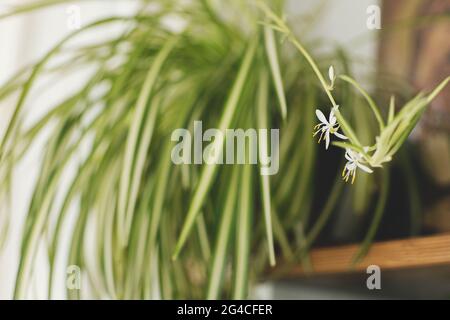 Spider plant white flowers close up on background of room with plants.  Chlorophytum blooming flowers and green striped leaves, pot on wooden  shelf. Ho Stock Photo - Alamy