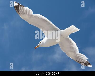 A flying seagull in Norway. Stock Photo