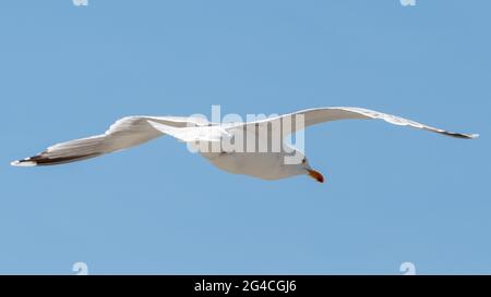 A flying seagull in Norway. Stock Photo
