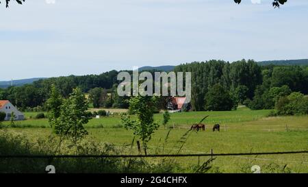 summer meadow in westphalia in germany Stock Photo