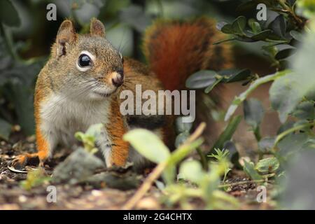 American red squirrel with leaves on the ground in a garden. Stock Photo