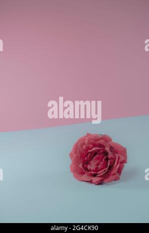 Red rose flower laying on trendy pastel pink and blue background. Lovely Valentines and Mother's day gift idea. Minimal abstract summer concept. Stock Photo
