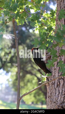 Male Acorn Woodpecker, Melanerpes formicivorus, with a bright red head searches for acorns on an oak tree, Sonoma County, CA. Stock Photo