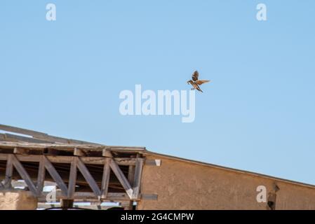 Crested Lark, Galerida Cristata, flying in the blue sky. A bird with a worm in its mouth. High quality photo Stock Photo