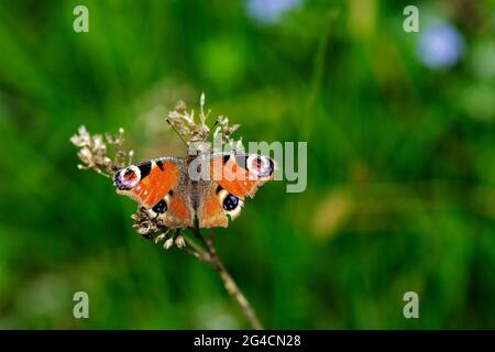 An Aglais io Stock Photo