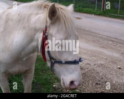 Friendly escaped white horse in Corfu, Greece Stock Photo