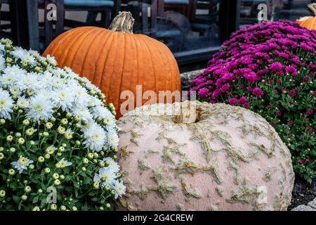 Pumpkins and white and purple mums for fall decoration. Stock Photo