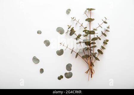 Eucalyptus in bouquet. Bunch of eucalyptus branches tied in bouquet and lies on white background. Top view with copy space. Spring greenery flowers. Stock Photo
