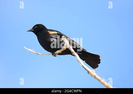 Red winged blackbird or Agelaius phoeniceus bird perched on dead tree branch against blue sky Stock Photo