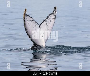 Humpback whale tail slapping and fluke diving off the Tweed heads Coast during their annual migration Stock Photo