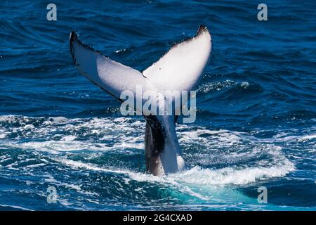 Humpback whale tail slapping and fluke diving off the Tweed heads Coast during their annual migration Stock Photo