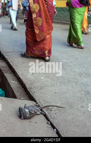 Dead rat lying belly up on side of street with public passing by, Gokarna, Karnataka, India Stock Photo