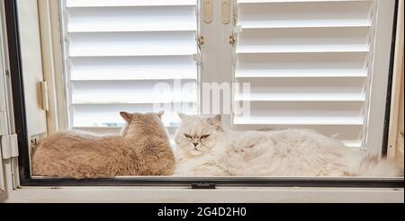 British shorthair gray cat and white British longhair cat are sitting on the window Stock Photo