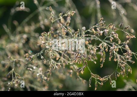 grass flowers covered wih morning dew closeup selective focus Stock Photo