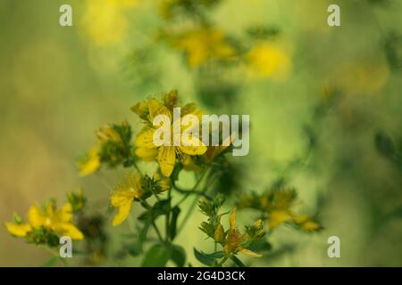 Hypericum perforatum,   perforate St John's-wort yellow flowers closeup selective focus Stock Photo
