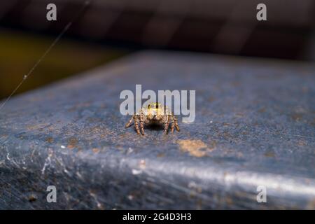 Tiny jumping spider looking at the camera Stock Photo