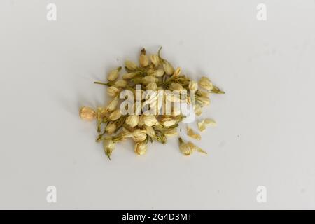 Dried jasmine flower bud on isolated white background Stock Photo