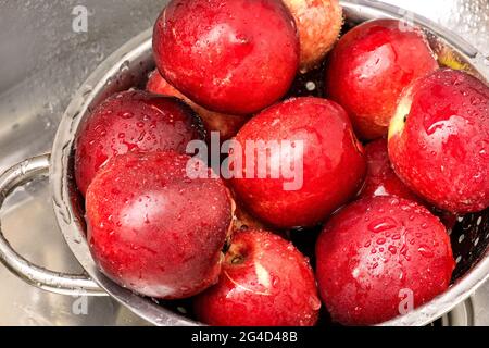 Top view on washed fresh ripe nectarines in steel colander. Water drops on washed nectarines. Stock Photo