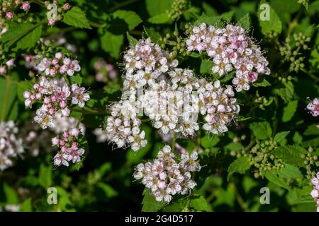 Close-up view of tiny rosy pink flower blossoms and buds on a compact dwarf spirea (spiraea japonica) bush in bright summer sunlight Stock Photo