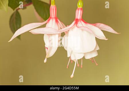 Fuchsia "Happy Wedding Day Stock Photo - Alamy