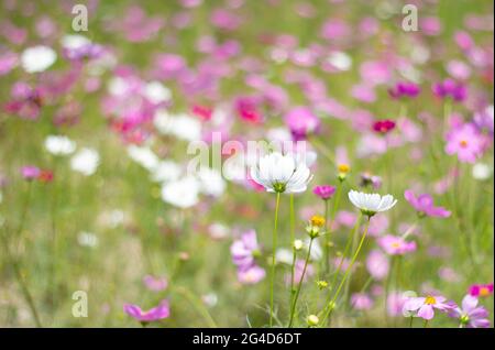 A field of pink cosmos flowers glistening in a dream, blur and solf focus Stock Photo