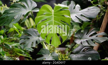 Big Green Monstera Leaf Stock Photo