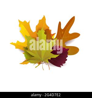 Set of beautiful bright autumn leaves. Great for background, card, banner, icon template. Vector illustration. Stock Vector