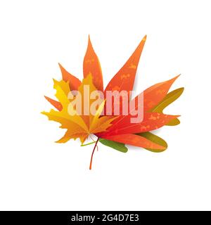 Set of beautiful bright autumn leaves. Great for background, card, banner, icon template. Vector illustration. Stock Vector