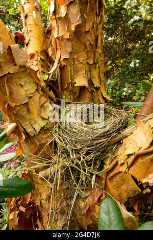 Empty nest in Paperbark maple Acer griseum tree trunk Stock Photo