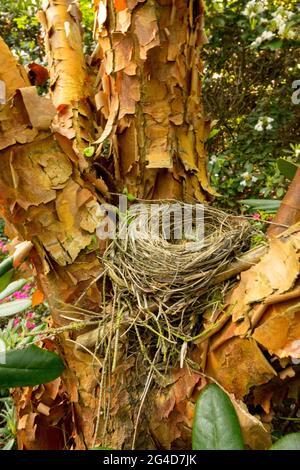 Empty nest in Paperbark maple Acer griseum tree trunk Paperbark Maple Paper Bark Stock Photo