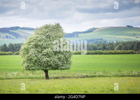 Lone tree in blossom in a field in summer time with hills in the background in the countryside on a sunny day in Northumberland Stock Photo