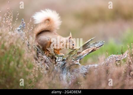 Red squirrel in the woods in Cairngorms National Park, Scotland in spring time Stock Photo